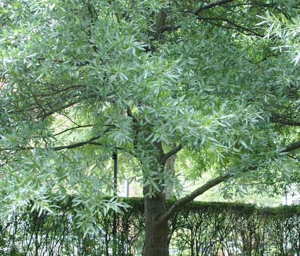 Quercus laurifolia, Laurel Oak, Swamp Laurel Oak, Darlington Oak, Diamond-leaf Oak, Laurel-leaf Oak, Water Oak, Obtusa Oak, Quercus obtusa, Evergreen Oak,