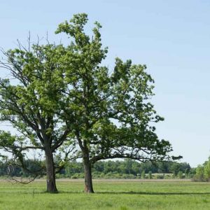 Quercus macrocarpa, Bur Oak, Burr Oak, Savanna Oak, Overcup Oak, Prairie Oak, Mossy-cup Oak, Mossy-overcup Oak, Blue Oak, Tree with fall color, Fall color, Attractive bark Tree