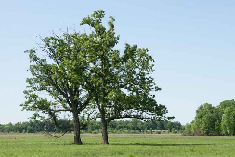 Quercus macrocarpa, Bur Oak, Burr Oak, Savanna Oak, Overcup Oak, Prairie Oak, Mossy-cup Oak, Mossy-overcup Oak, Blue Oak, Tree with fall color, Fall color, Attractive bark Tree