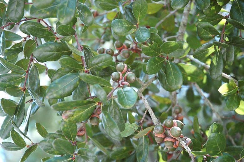 Quercus myrtifolia, Myrtle Oak, Evergreen Oak, Native Evergreen Tree, Native Florida Tree, Native Florida Oak