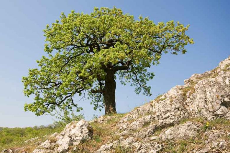 Quercus pubescens, Downy Oak, Nepal Oak, Truffle Oak, Tree with fall color, Fall color, Attractive bark Tree