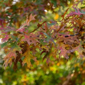 Quercus shumardii, Shumard Oak, Shumard's Oak, Shumard Red Oak, Southern Red Oak, Swamp Red Oak, Spotted Oak, Fall color, Attractive bark Tree
