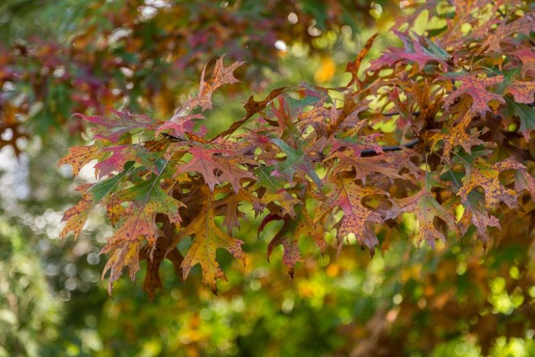 Quercus shumardii, Shumard Oak, Shumard's Oak, Shumard Red Oak, Southern Red Oak, Swamp Red Oak, Spotted Oak, Fall color, Attractive bark Tree