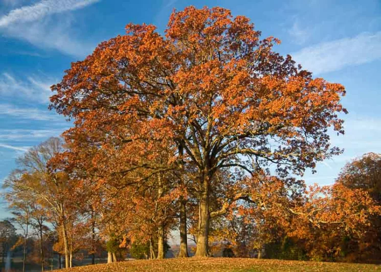 Quercus stellata, Post Oak, Iron Oak, Post White Oak, Tree with fall color, Fall color, Attractive bark Tree