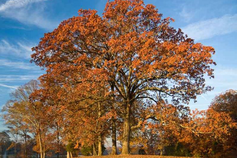 Quercus stellata, Post Oak, Iron Oak, Post White Oak, Tree with fall color, Fall color, Attractive bark Tree