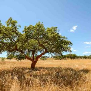 Quercus suber, Cork Oak