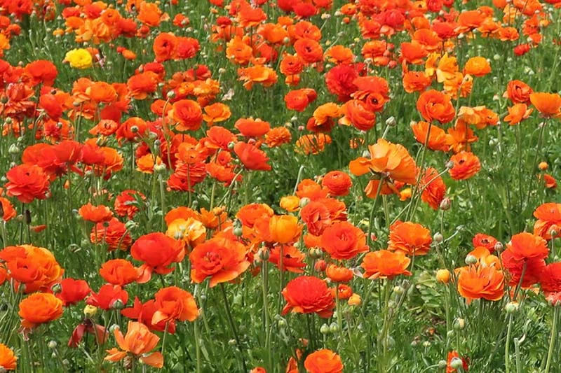 Ranunculus asiaticus 'Tecolote Sunset' (Persian Buttercup)