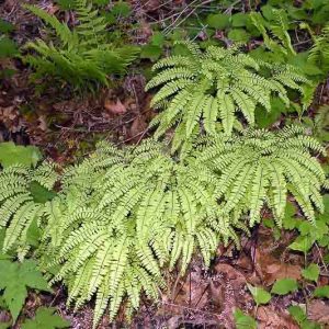 Native Plants, Native Perennials, Native Ferns, Virginia Native Plant, Virginia Native Perennials, Virginia Native Ferns, Shade Perennials, Shade Ferns