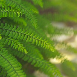 Native Plants, Native Perennials, Native Ferns, Virginia Native Plant, Virginia Native Perennials, Virginia Native Ferns, Shade Perennials, Shade Ferns