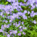 Native Plants, Native Perennials, Native Vines, Florida Native Plant, Florida Native Perennials, Florida Native Vines