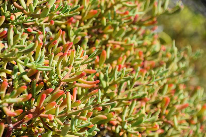 Best Native South Florida Ground Cover Plants: Ultimate Green Solutions