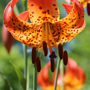 Native Plants, Native Perennials, Native Annuals, Virginia Native Plant, Virginia Native Perennials, Virginia Native Annuals, Sun Perennials, Sun Annuals