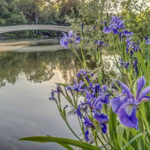 Native Plants, Native Perennials, Native Annuals, Virginia Native Plant, Virginia Native Perennials, Virginia Native Annuals, Sun Perennials, Sun Annuals