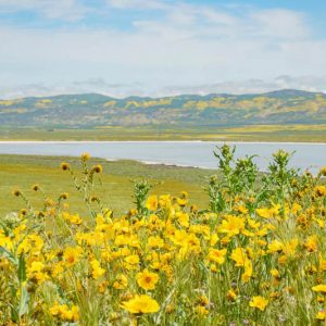 Native Plants, Native Annuals,  California Native Plant, California Native Annuals