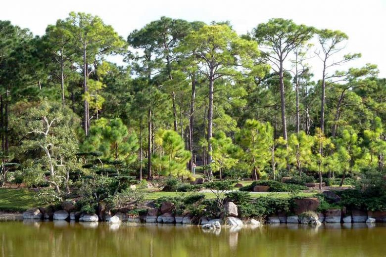 Native Plants, Native Evergreen Trees, Alabama Native Evergreen Trees, Alabama Native Trees