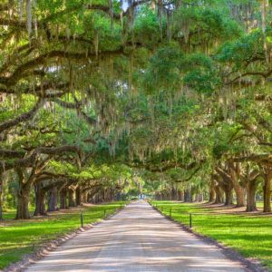 Native Plants, Native Evergreen Trees, South Carolina Native Evergreen Trees, South Carolina Native Trees