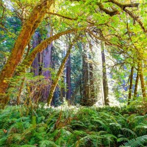 Native Plants, Native Ferns, Native Shade Perennials, California Native Plant, California Native Perennials, California Shade Perennials