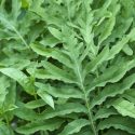 Native Plants, Native Perennials, Native Ferns, Virginia Native Plant, Virginia Native Perennials, Virginia Native Ferns, Sun Perennials, Sun Ferns