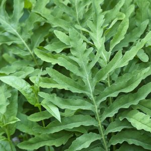 Native Plants, Native Perennials, Native Ferns, Virginia Native Plant, Virginia Native Perennials, Virginia Native Ferns, Sun Perennials, Sun Ferns
