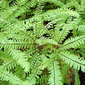 Native Plants, Native Perennials, Native Ferns, Virginia Native Plant, Virginia Native Perennials, Virginia Native Ferns, Sun Perennials, Sun Ferns
