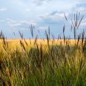 Native Plants, Native Grasses, Alabama Native Grasses, Alabama Native Ornamental Grasses