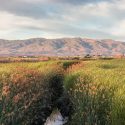 Native Plants, Native Grasses,  California Native Plant, California Native Grasses
