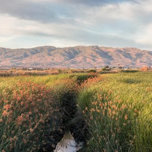 Native Plants, Native Grasses,  California Native Plant, California Native Grasses