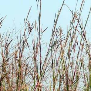 Native Plants, Native Grasses, South Carolina Native Grasses, South Carolina Native Ornamental Grasses