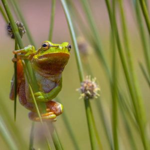 Native Plants, Native Perennials, Native Grasses, Virginia Native Plant, Virginia Native Perennials, Virginia Native Grasses