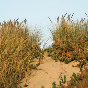Native Plants, Native Grasses, California Native Plant, California Native Grasses