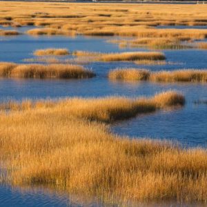 Native Plants, Native Perennials, Native Grasses, Virginia Native Plant, Virginia Native Perennials, Virginia Native Grasses, Sun Perennials, Sun Grasses