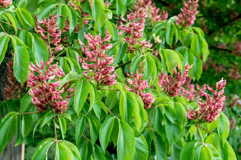 Recommended Native Shrubs For Alabama
