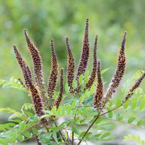 Native Plants, Native Perennials, Native Shrubs, Virginia Native Plant, Virginia Native Perennials, Virginia Native Shrubs