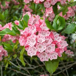 Native Plants, Native Perennials, Native Shrubs, Virginia Native Plant, Virginia Native Perennials, Virginia Native Shrubs