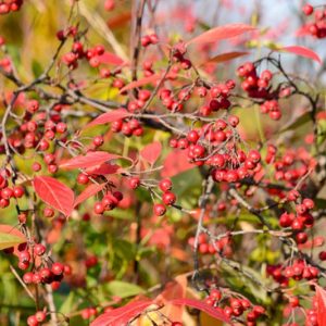 Native Plants, Native Perennials, Native Shrubs, Virginia Native Plant, Virginia Native Perennials, Virginia Native Shrubs