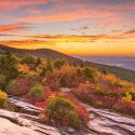 Native Plants, Native Trees, North Carolina Native Plant, North Carolina Native Trees, Sun Trees, Shade Trees, Evergreen Trees