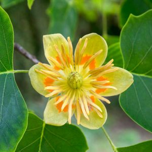 Native Plants, Native Perennials, Native Trees, Virginia Native Plant, Virginia Native Perennials, Virginia Native Trees
