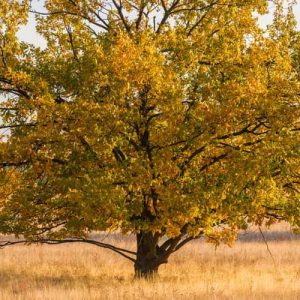 Native Plants, Native Perennials, Native Trees, Virginia Native Plant, Virginia Native Perennials, Virginia Native Trees
