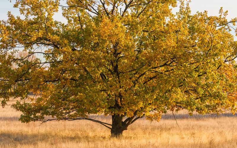 Native Trees for Virginia's Capital Region