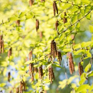 Native Plants, Native Perennials, Native Trees, Virginia Native Plant, Virginia Native Perennials, Virginia Native Trees