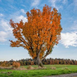 Native Plants, Native Perennials, Native Trees, Virginia Native Plant, Virginia Native Perennials, Virginia Native Trees