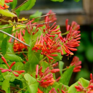 Native Plants, Native Perennials, Native Vines, Virginia Native Plant, Virginia Native Perennials, Virginia Native Ferns, Sun Perennials, Sun Vines