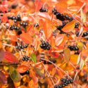 Native Plants, Native Deciduous Shrubs, North Carolina Native Shrubs, Fall Color