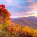 Native Plants, Native Deciduous Trees, North Carolina Native Trees, Fall Color