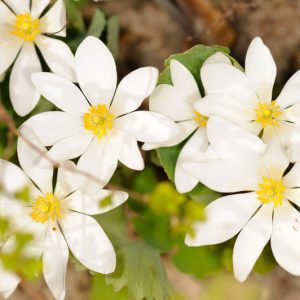 Native Plants, Native Perennials, Native Annuals, Virginia Native Plant, Virginia Native Perennials, Virginia Native Annuals, Shade Perennials, Shade Annuals