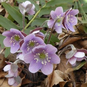 Native Plants, Native Perennials, Native Annuals, Virginia Native Plant, Virginia Native Perennials, Virginia Native Annuals, Shade Perennials, Shade Annuals