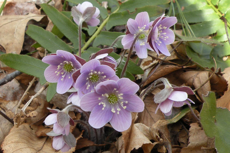 Best ShadeLoving Native Plants for Virginia