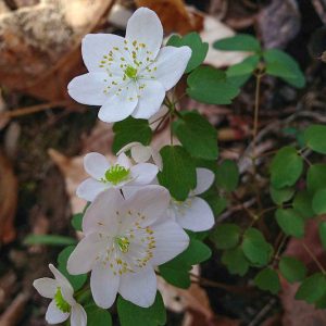 Native Plants, Native Perennials, Native Annuals, Virginia Native Plant, Virginia Native Perennials, Virginia Native Annuals, Shade Perennials, Shade Annuals