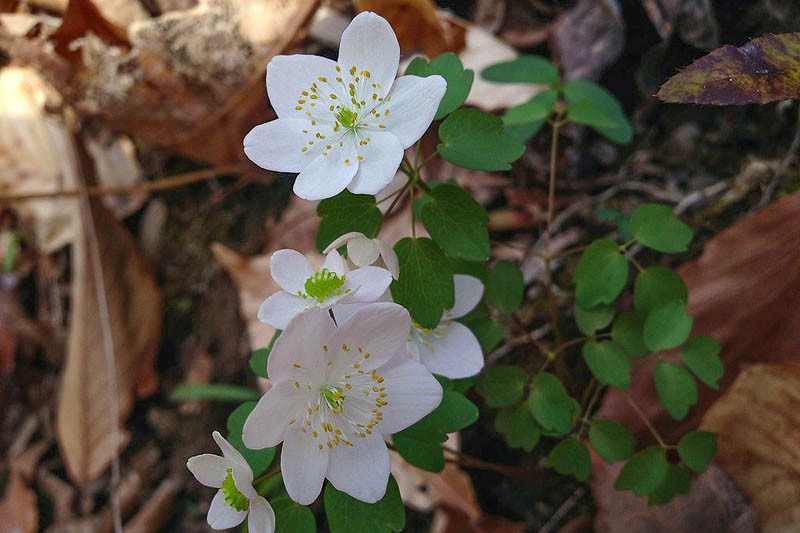 ShadeLoving Native Plants for Central Rappahannock, Virginia