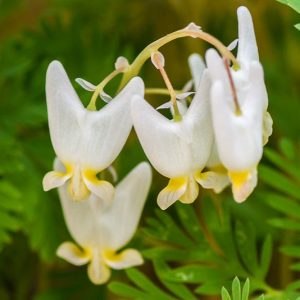 Native Plants, Native Perennials, Native Annuals, Virginia Native Plant, Virginia Native Perennials, Virginia Native Annuals, Shade Perennials, Shade Annuals